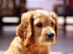 Helping Kids Cope with the Death of a Pet